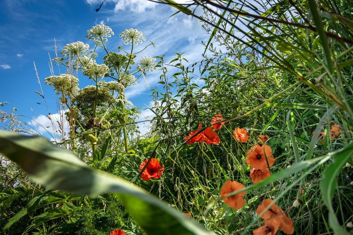 Bloemen in de berm