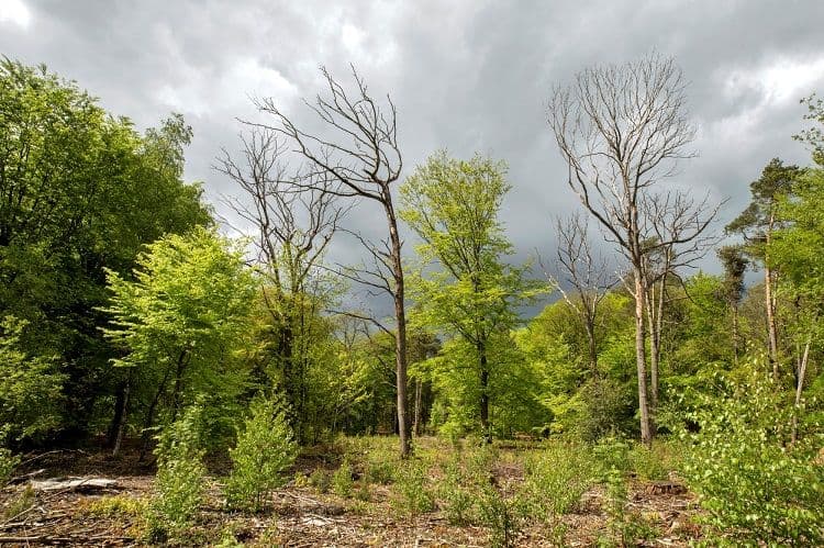effect stikstof op bomen